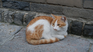 可爱小猫咪摄影图