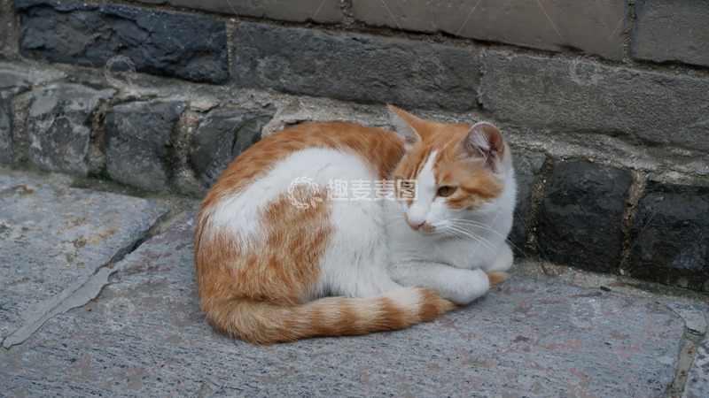 高清大图下载【趣麦麦图】可爱小猫咪摄影图