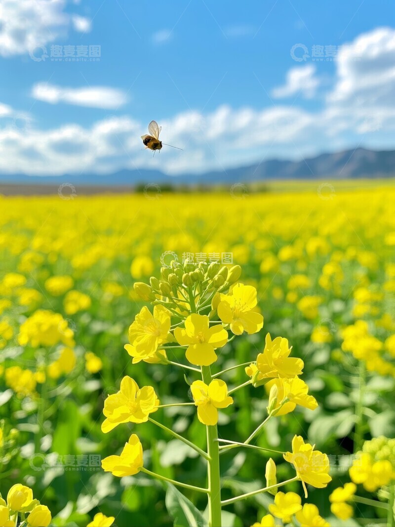 高清大图下载【趣麦麦图】油菜花田上的蜜蜂飞舞