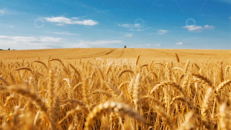 高清大图下载【趣麦麦图】金色的麦田与远方田园风光