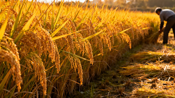 农民田间收割金黄稻谷2