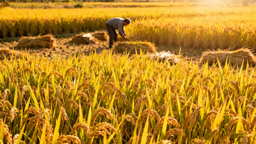 农民田间忙碌收割金黄稻谷