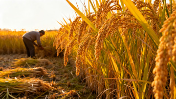 农民田间忙碌收割金黄稻谷0