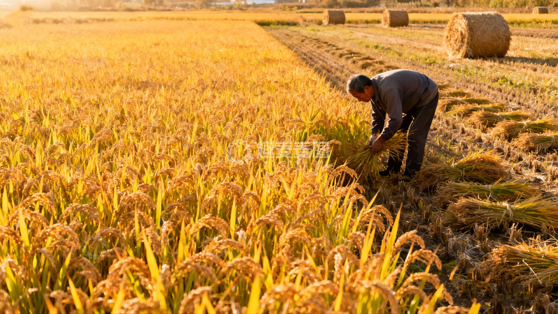 高清大图下载【趣麦麦图】麦田里劳作的辛勤农夫6