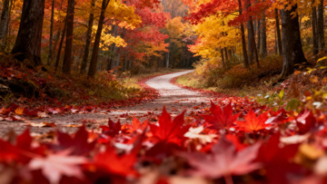 秋天秋季红叶蜿蜒小路摄影图