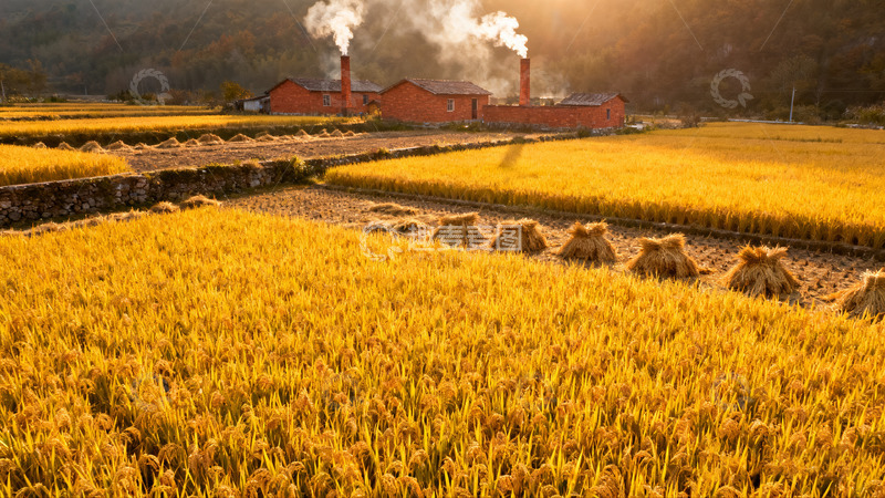 高清大图下载【趣麦麦图】金色麦田的丰收美景01