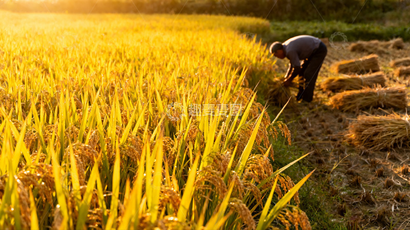 高清大图下载【趣麦麦图】老农田间收割金黄稻谷01
