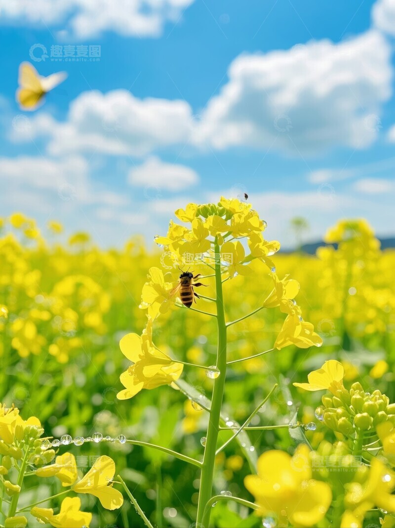 高清大图下载【趣麦麦图】油菜花田中的蜜蜂飞舞