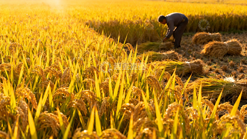 高清大图下载【趣麦麦图】老农田间收割金黄稻谷0