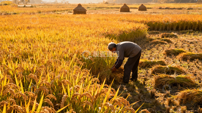 高清大图下载【趣麦麦图】老农田间收割金黄稻谷