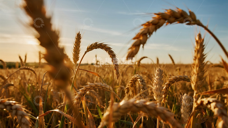 高清大图下载【趣麦麦图】金色麦田与远方的田园