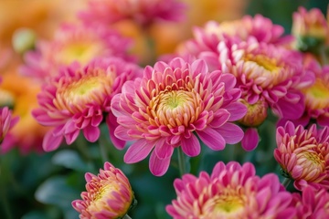 开放的粉色菊花花卉