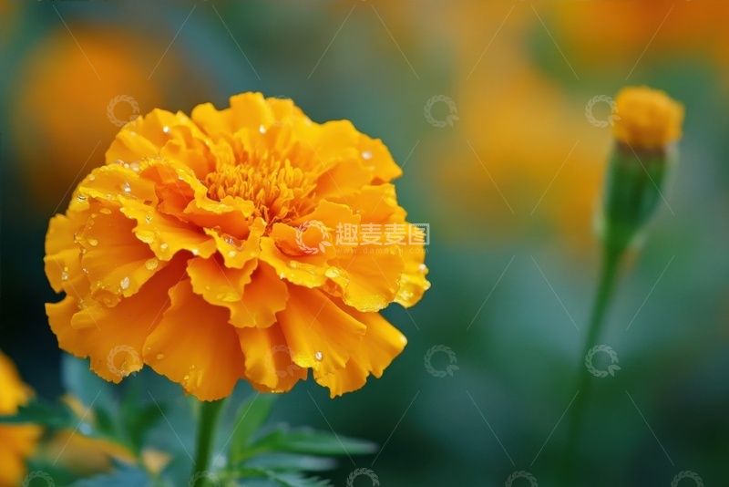 高清大图下载【趣麦麦图】波斯小菊花特写