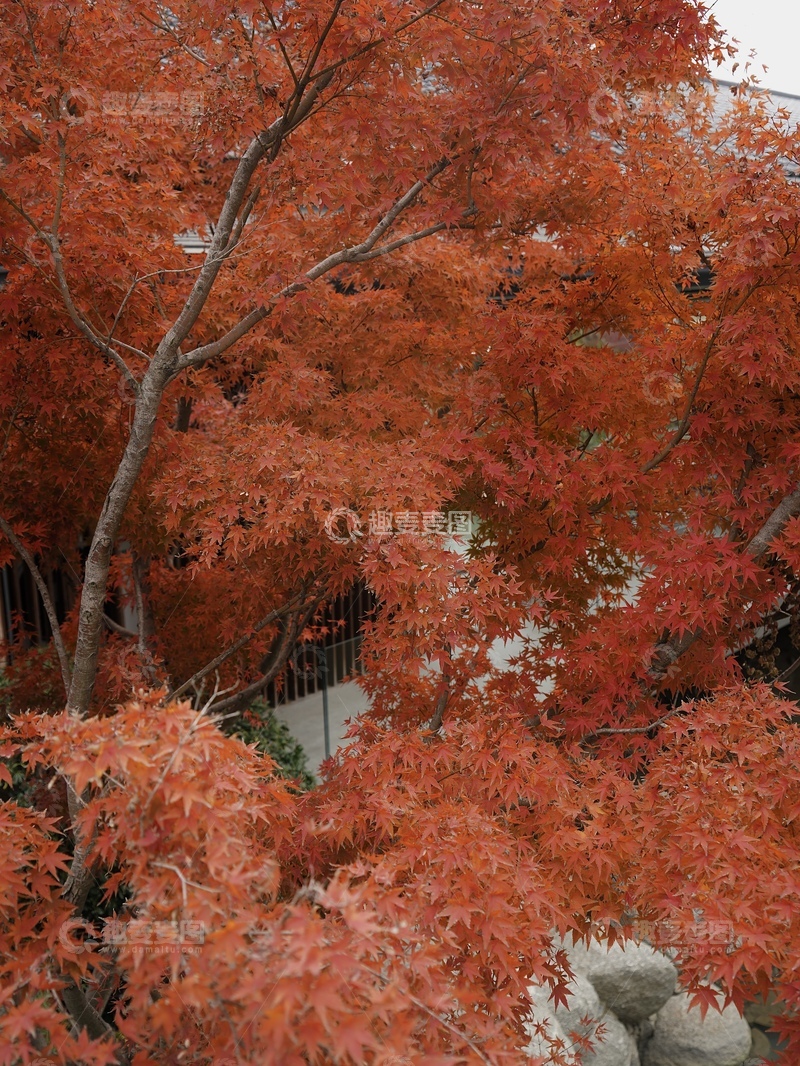 高清大图下载【趣麦麦图】南京的红枫叶