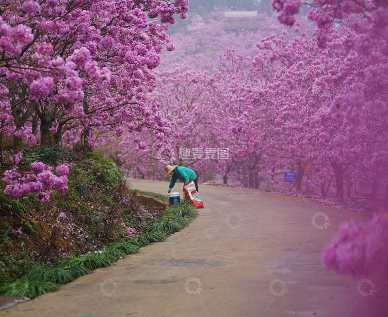 高清大图下载【趣麦麦图】风铃木下的美丽清洁工