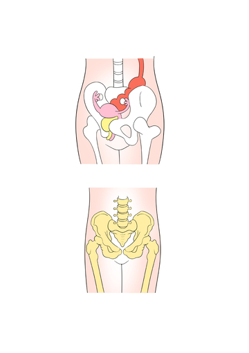 人体骨盆及内脏结构示意图医用插画