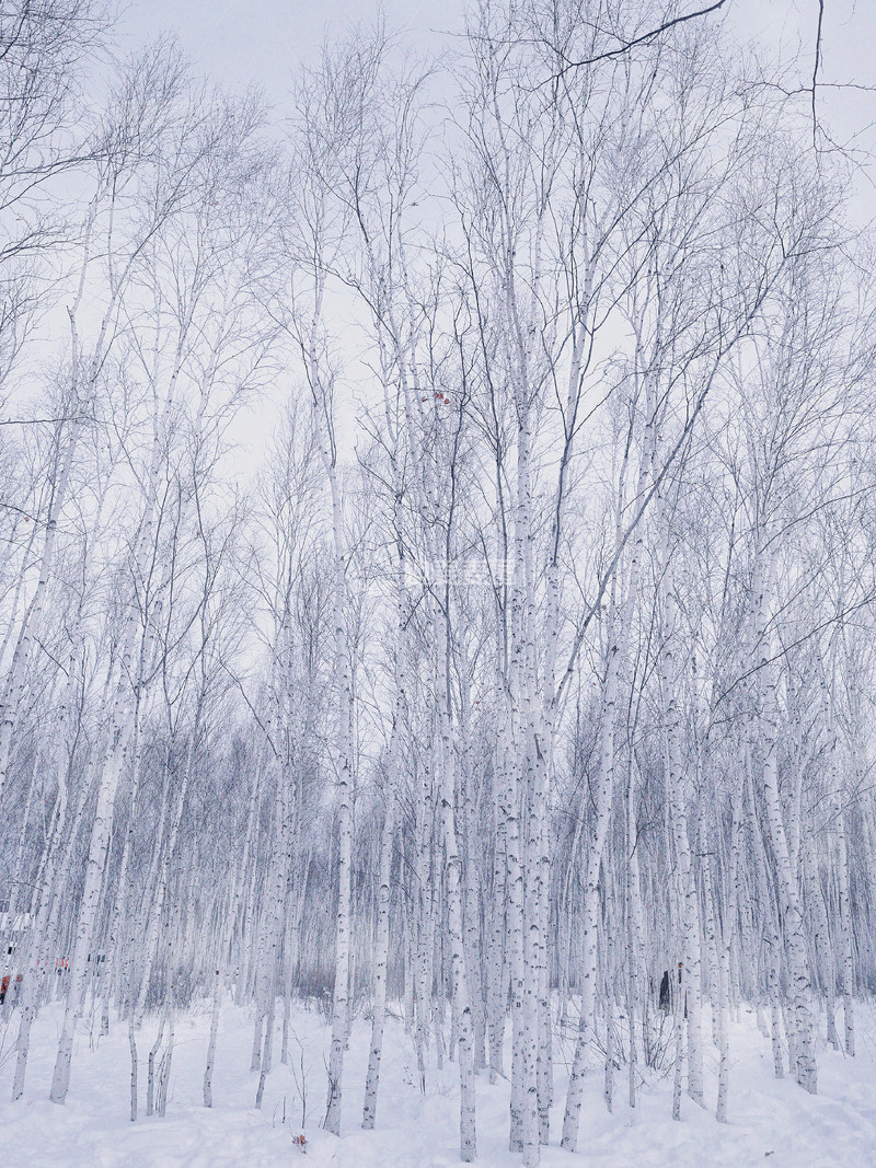 高清大图下载【趣麦麦图】雪天的白桦林