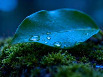 苔藓绿叶露水1
