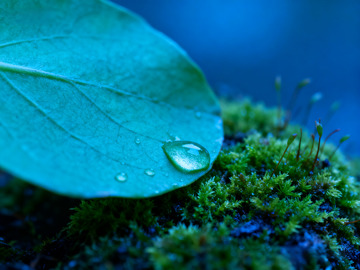 苔藓绿叶露水2