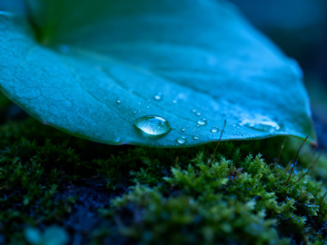 苔藓绿叶露水3