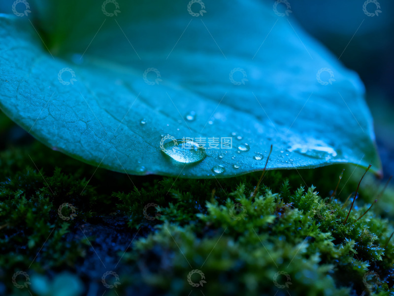 高清大图下载【趣麦麦图】苔藓绿叶露水3
