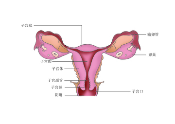 女性生殖系统解剖示意图医用插图