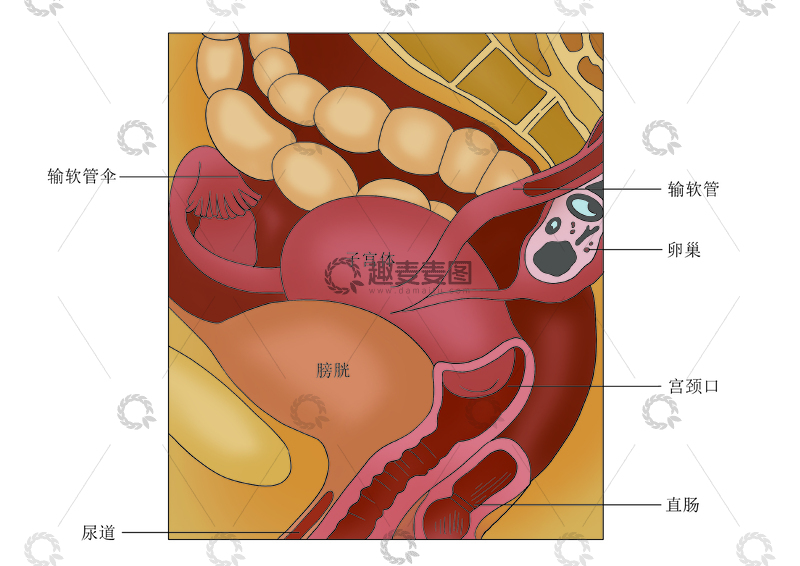 源文件下载【趣麦麦图】女性生殖系统解剖示意图医用插图