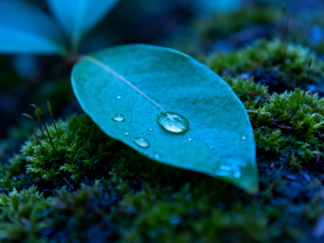 苔藓绿叶露水4