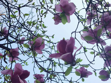 紫色小花春天治愈