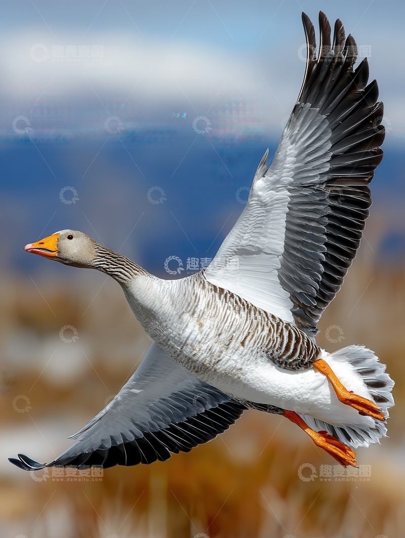 高清大图下载【趣麦麦图】大雁  高远  远征 