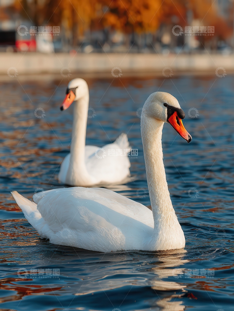 高清大图下载【趣麦麦图】天鹅  忠贞    悠游   