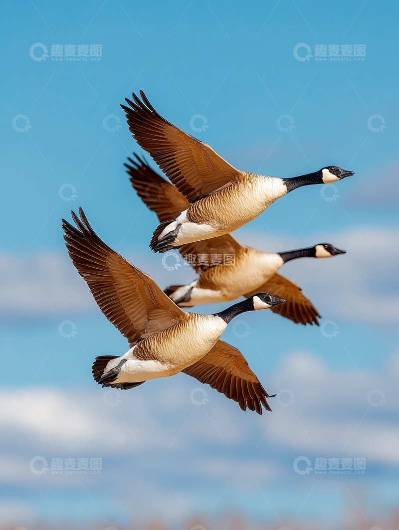 高清大图下载【趣麦麦图】大雁  高翔  归鸿 