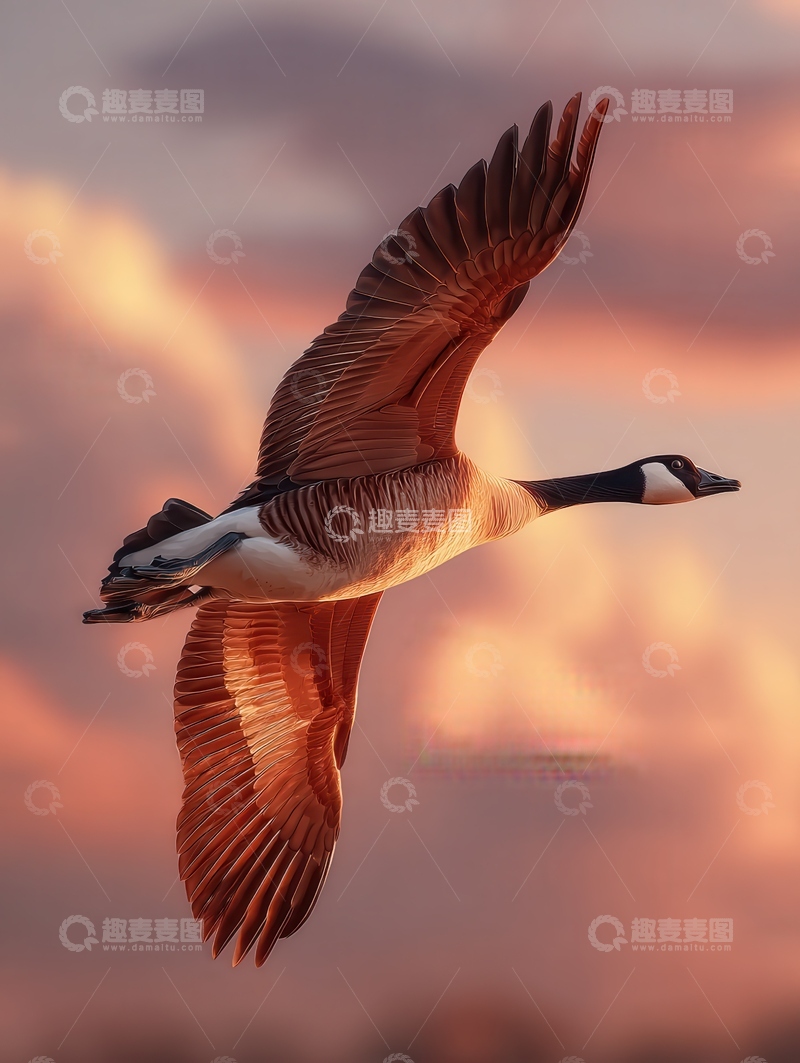 高清大图下载【趣麦麦图】大雁  远征  归鸿 