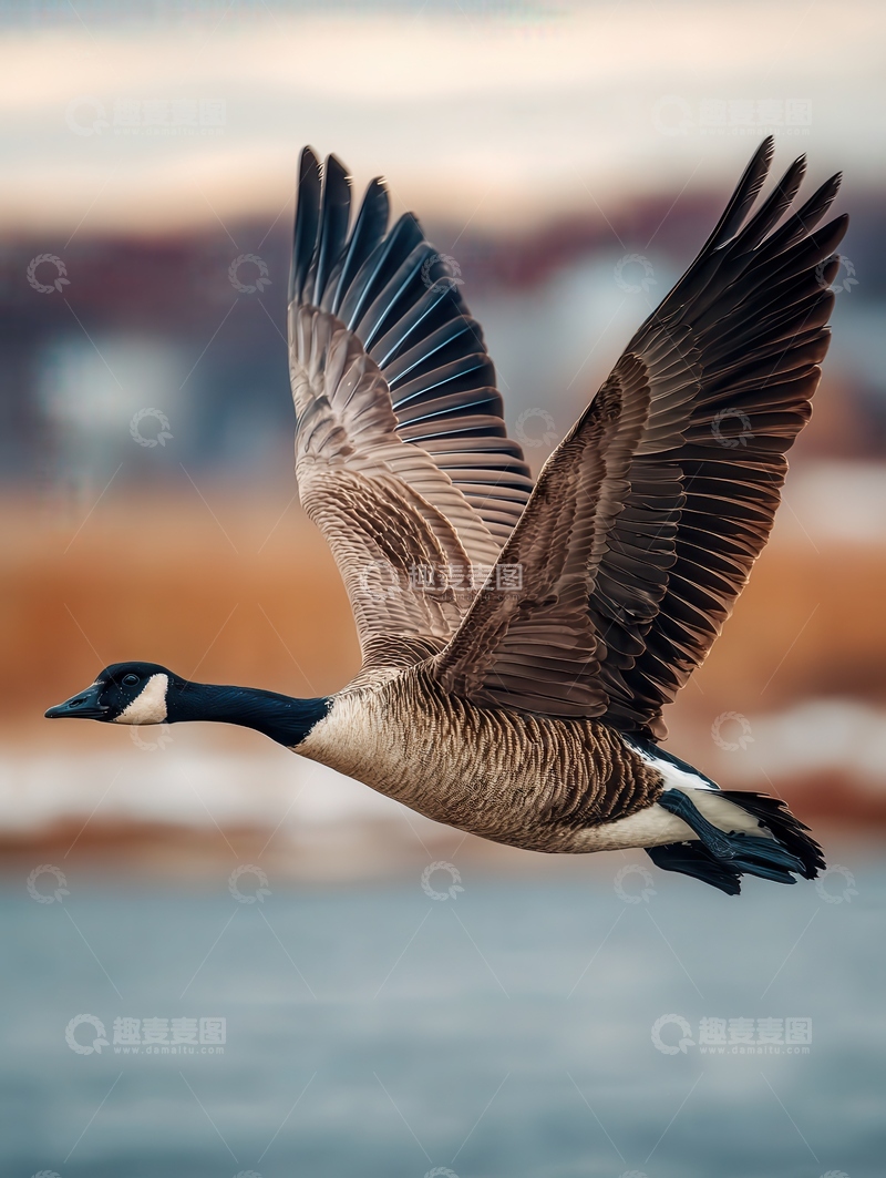 高清大图下载【趣麦麦图】大雁  高远  高翔 