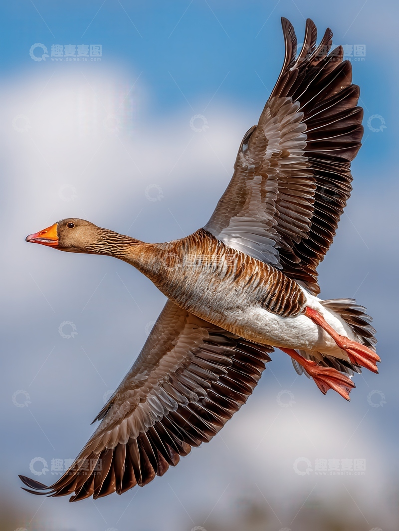 高清大图下载【趣麦麦图】大雁  高远  飞翔