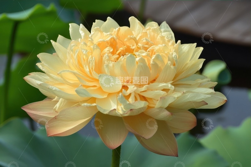 高清大图下载【趣麦麦图】盛开的千瓣菊花花卉