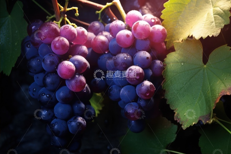 高清大图下载【趣麦麦图】紫色的葡萄水果