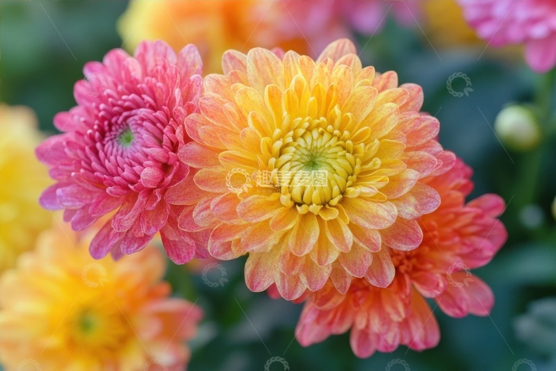 高清大图下载【趣麦麦图】盛开的菊花花簇