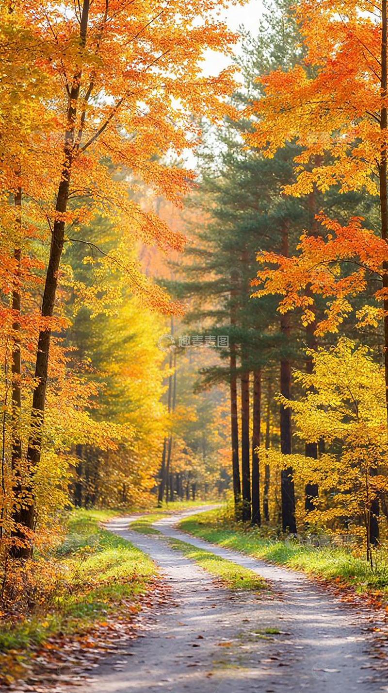 高清大图下载【趣麦麦图】秋天彩叶林森林小路