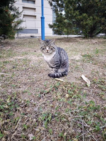 呆滞但严肃小猫