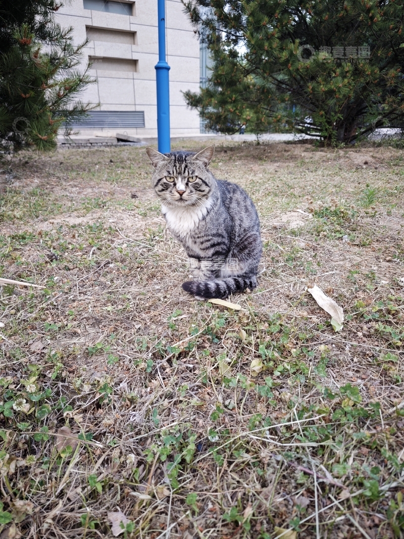 呆滞但严肃小猫