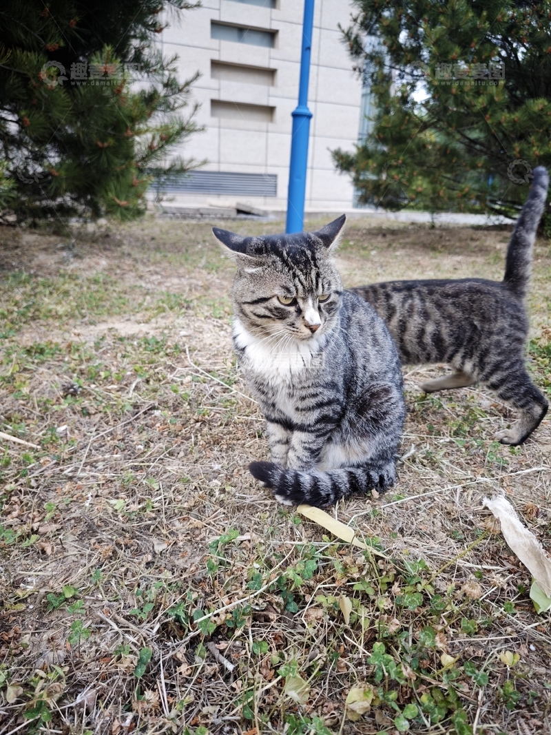 高清大图下载【趣麦麦图】有班味的猫猫