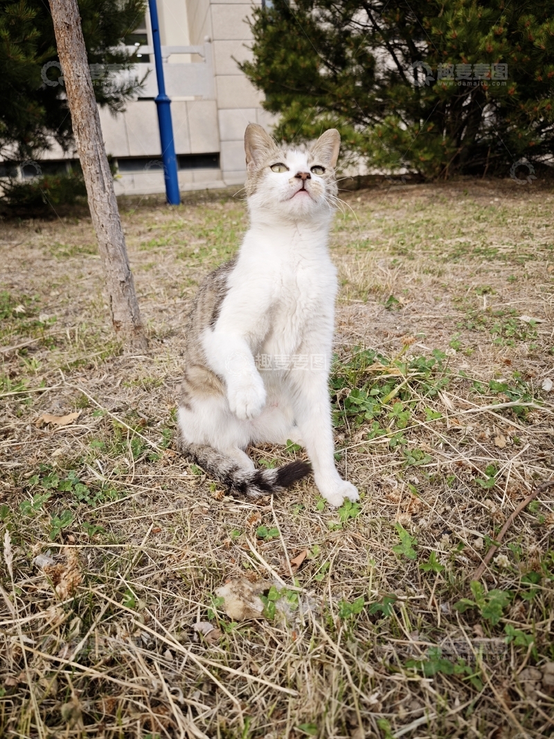 漂亮的可爱猫猫