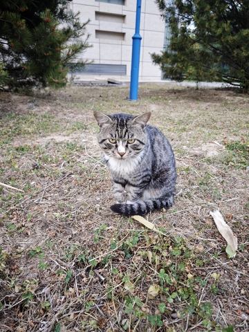 凶神恶煞的猫猫