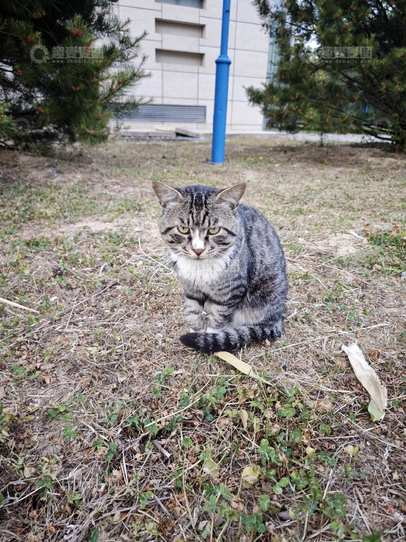 凶神恶煞的猫猫