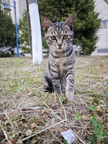 优雅的可爱猫猫