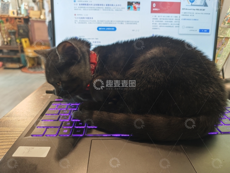 取暖的小黑猫