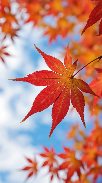 秋天红叶树林壁纸