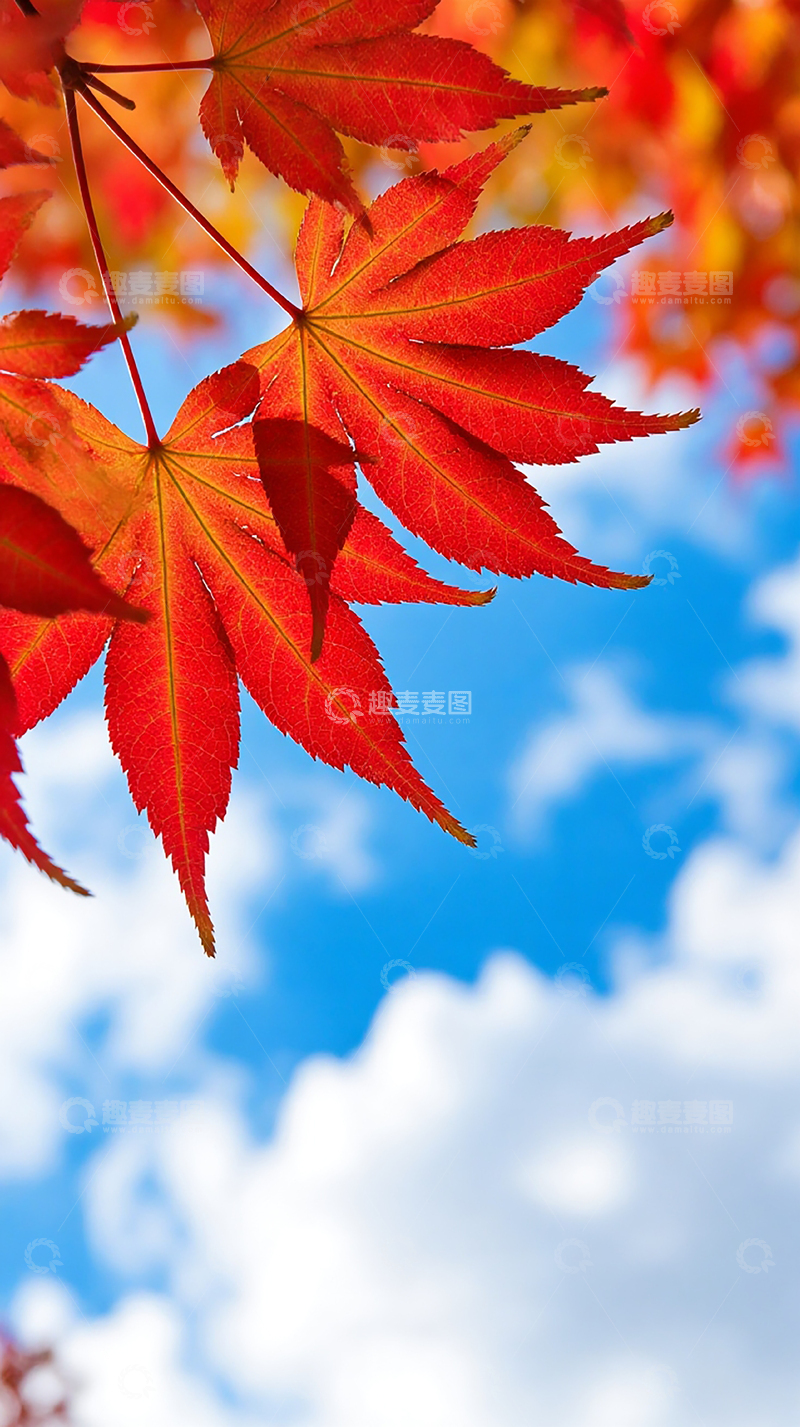 高清大图下载【趣麦麦图】蓝天白云下秋天红叶