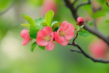 树枝枝头盛开的玫红色花朵